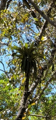 Tillandsia