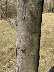 Cryptostroma corticale