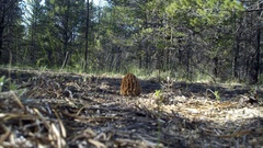 Morchella tridentina