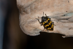 Iphiclus abdominalis