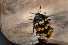 Iphiclus abdominalis