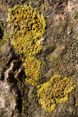 Variospora flavescens