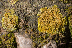 Variospora flavescens