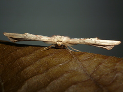 Sorocaba carmelitaria