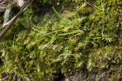 Bryophyta