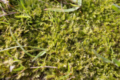 Bryophyta