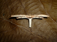 Sorocaba carmelitaria