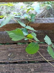 Toxicodendron radicans image