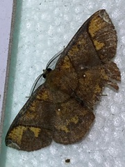 Thysanopyga amarantha