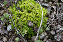 Tortella squarrosa
