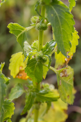 Mercurialis annua