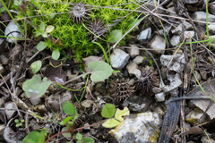 Medicago polymorpha