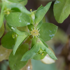 Euphorbia peplus