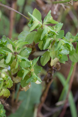Euphorbia peplus