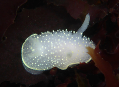 Acanthodoris hudsoni