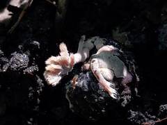 Thelephora penicillata