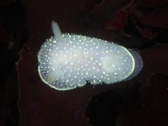 Acanthodoris hudsoni