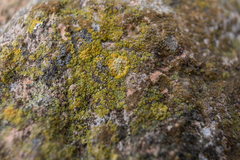 Flavoplaca citrina