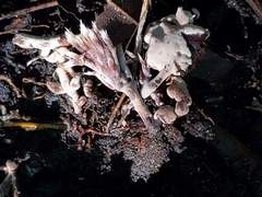 Thelephora penicillata