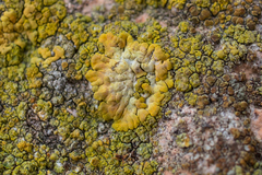 Variospora aurantia
