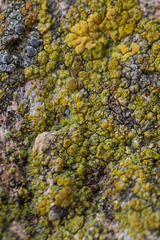 Flavoplaca citrina
