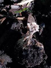 Thelephora penicillata