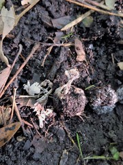 Thelephora penicillata