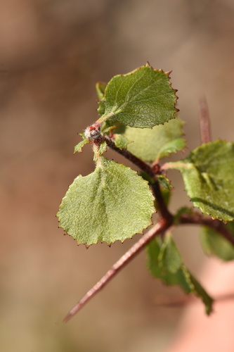 Crataegus lepida