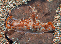 Plocamopherus tilesii