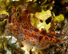 Plocamopherus tilesii