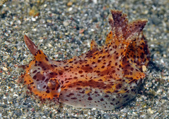 Plocamopherus tilesii