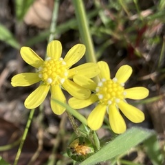 Blennosperma nanum