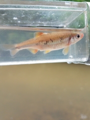 Notropis chiliticus