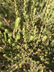 Cliffortia polygonifolia polygonifolia