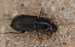 Anisodactylus opaculus