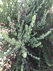 Cliffortia polygonifolia polygonifolia