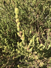 Cliffortia polygonifolia polygonifolia