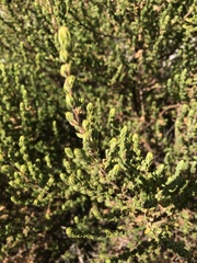 Cliffortia polygonifolia polygonifolia