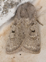 Eucoptocnemis rufula