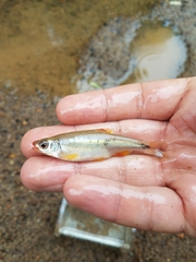 Notropis chiliticus