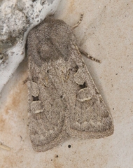 Eucoptocnemis rufula