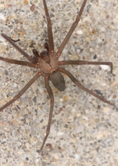 Loxosceles reclusa