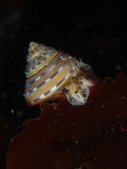 Calliostoma tricolor