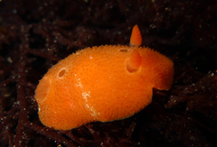 Aldisa sanguinea
