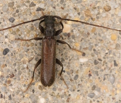 Haplidus laticeps