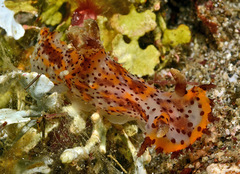 Plocamopherus tilesii