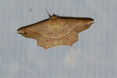 Euchlaena tigrinaria