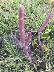 Salicornia natalensis