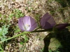 Sidalcea hartwegii