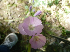 Sidalcea hartwegii